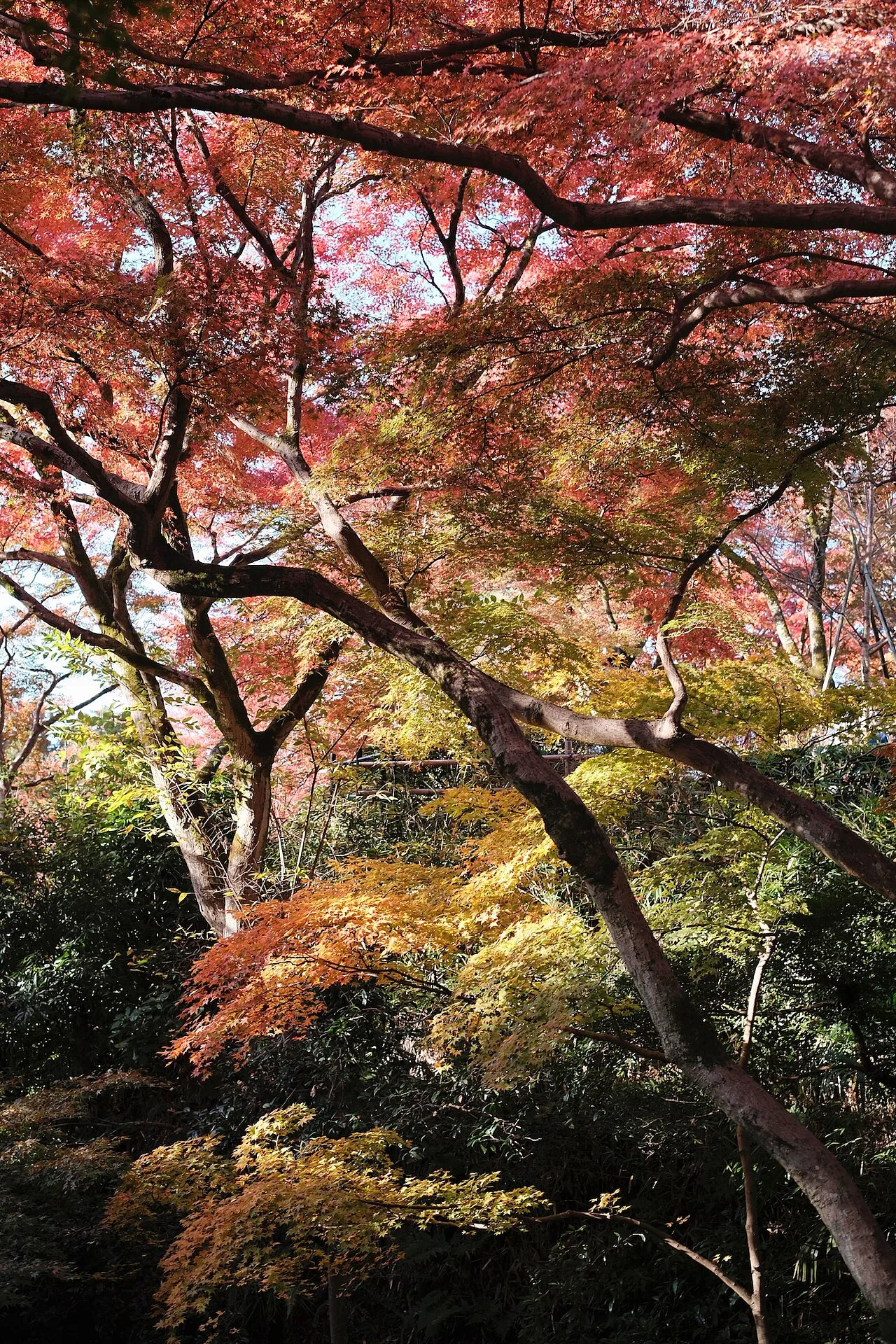 紅葉したモミジの木を見上げた縦長の写真。上部を赤い枝葉が覆い、中央から下に黄色や橙、緑の葉が重なる