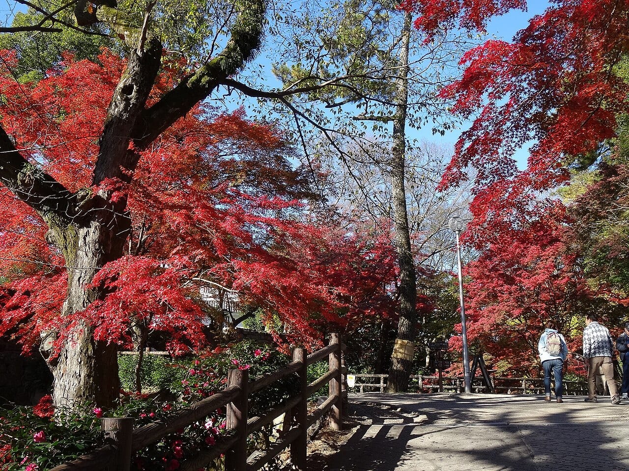 屋外の日本庭園風の遊歩道で真っ赤な紅葉の下を数人が歩いている