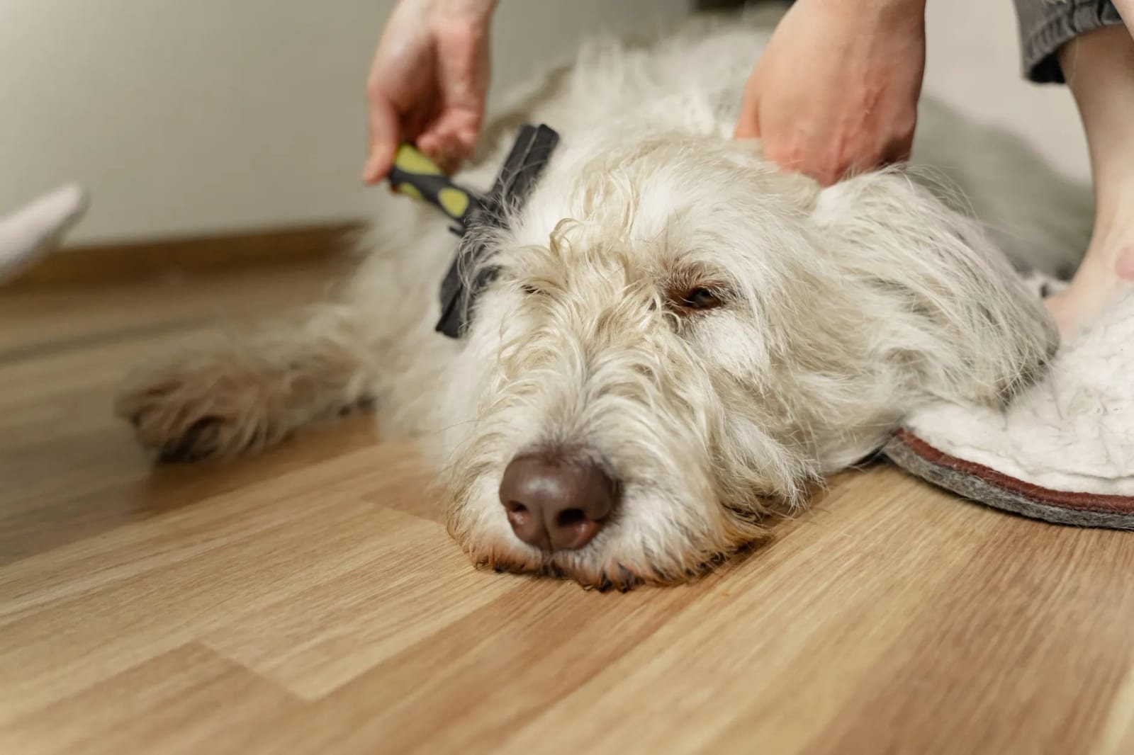 室内の床に横たわる白い長毛犬を1人がブラシでとかしている様子