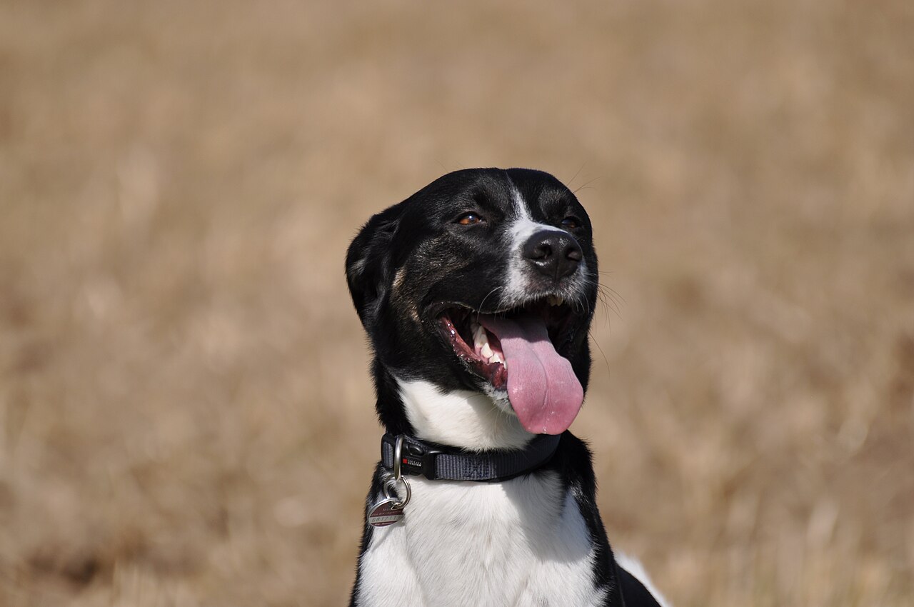 舌を出してハアハアする犬