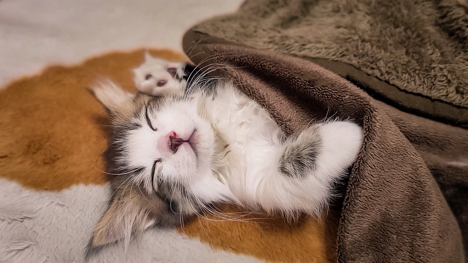 屋内でもう1匹の猫と並び、茶色い毛布にくるまって眠る1匹の猫