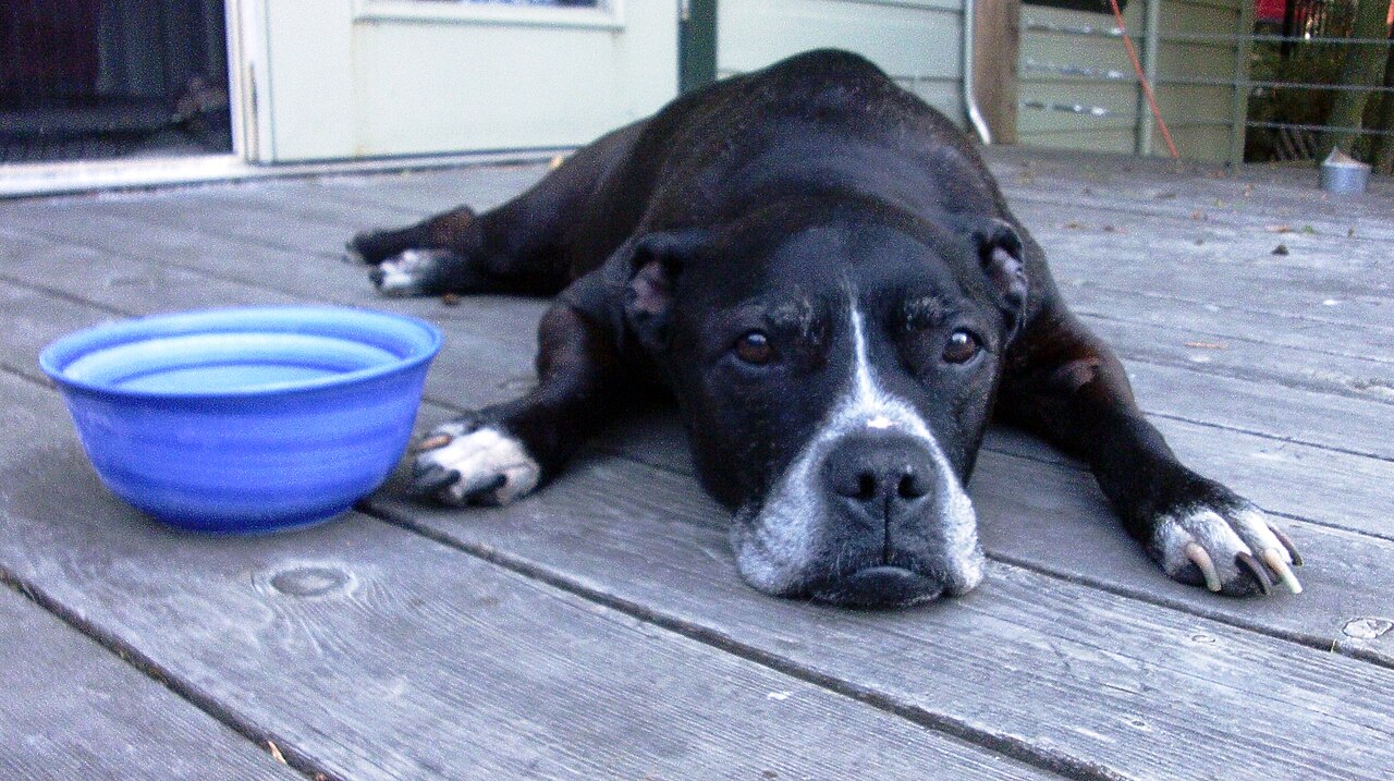 Dog Days Of Summer