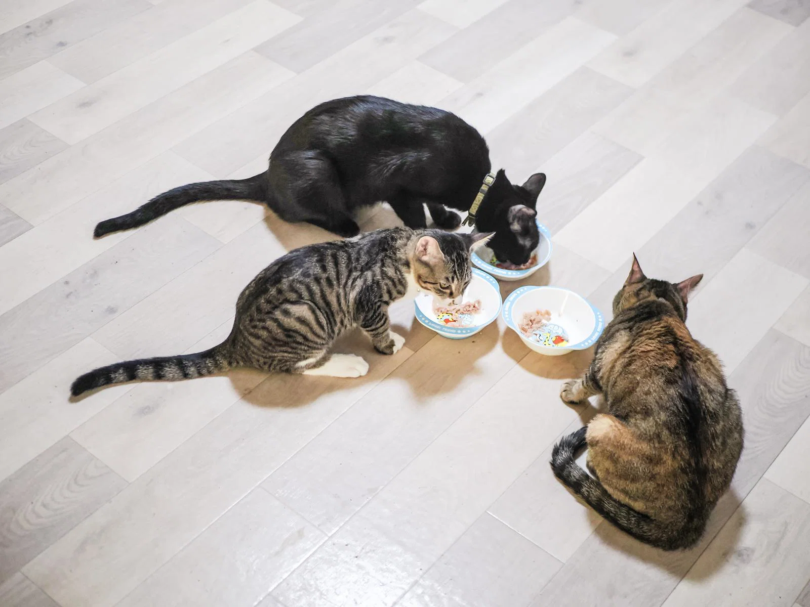 屋内の木目床で猫3匹が並んで食器から餌を食べている様子