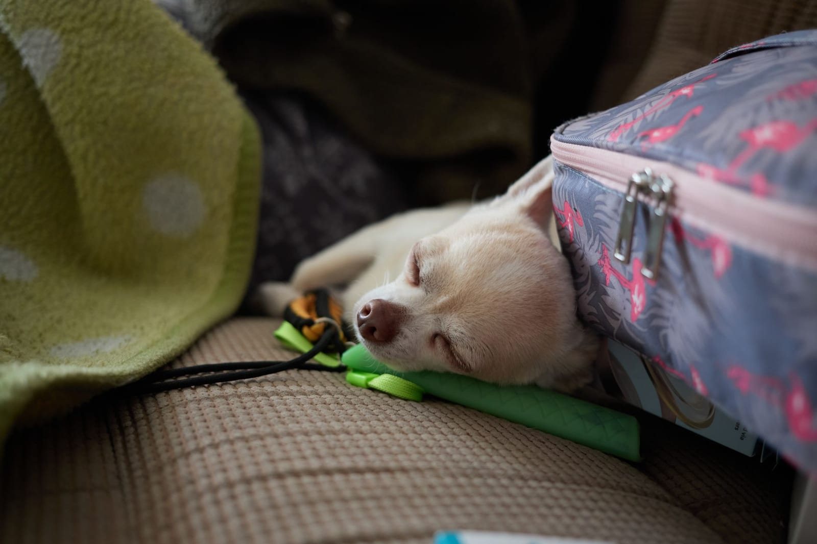 室内のソファでバッグに寄りかかり眠る一匹の子犬の写真