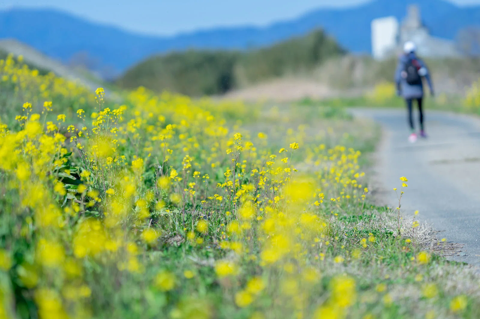 黄色い菜の花が咲く屋外の道を一人で歩く人の後ろ姿